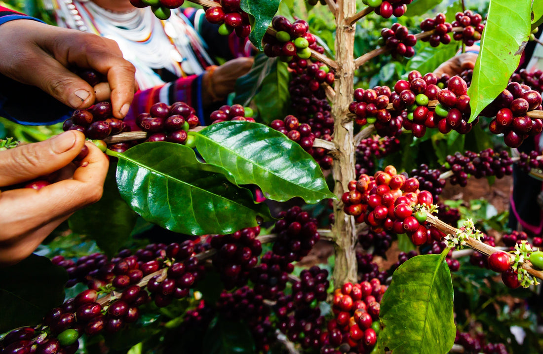 ¿Qué hace que los cafés de África sean tan singulares?