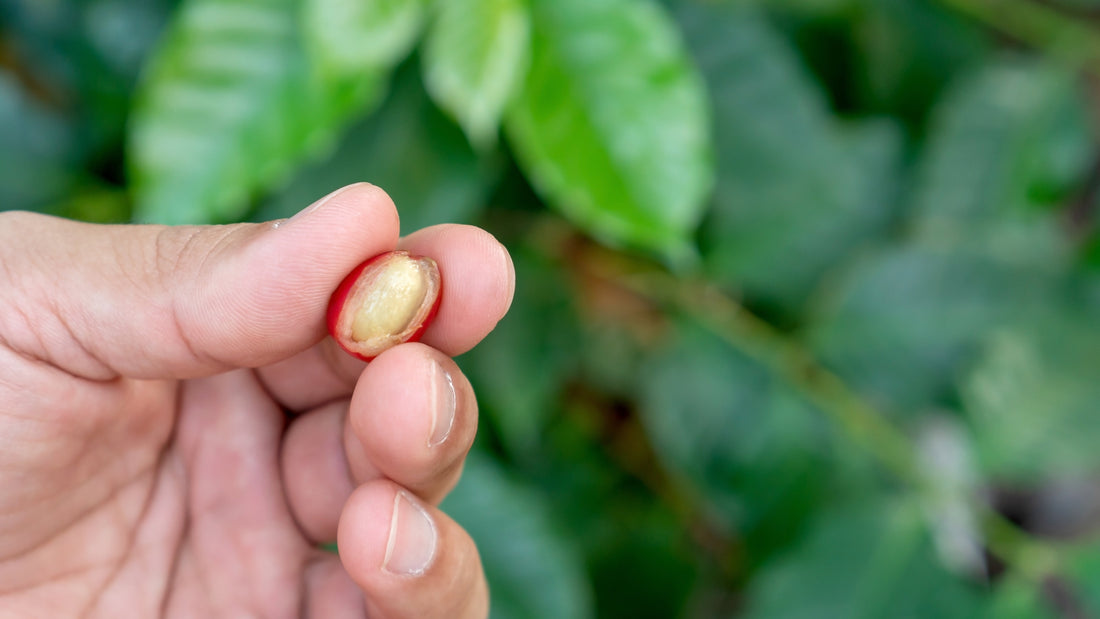 ¿Estamos viviendo la cúspide del café de especialidad?