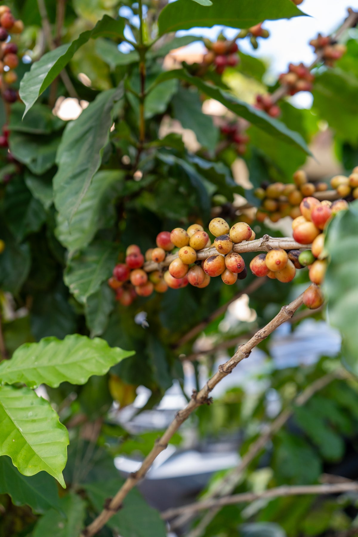 Café de Especialidad Honduras — El Paraíso 250 gr