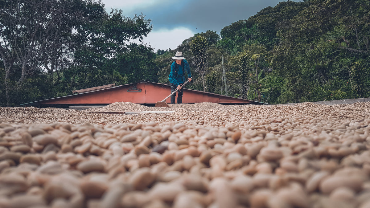 Café de Especialidad Honduras — El Paraíso 250 gr
