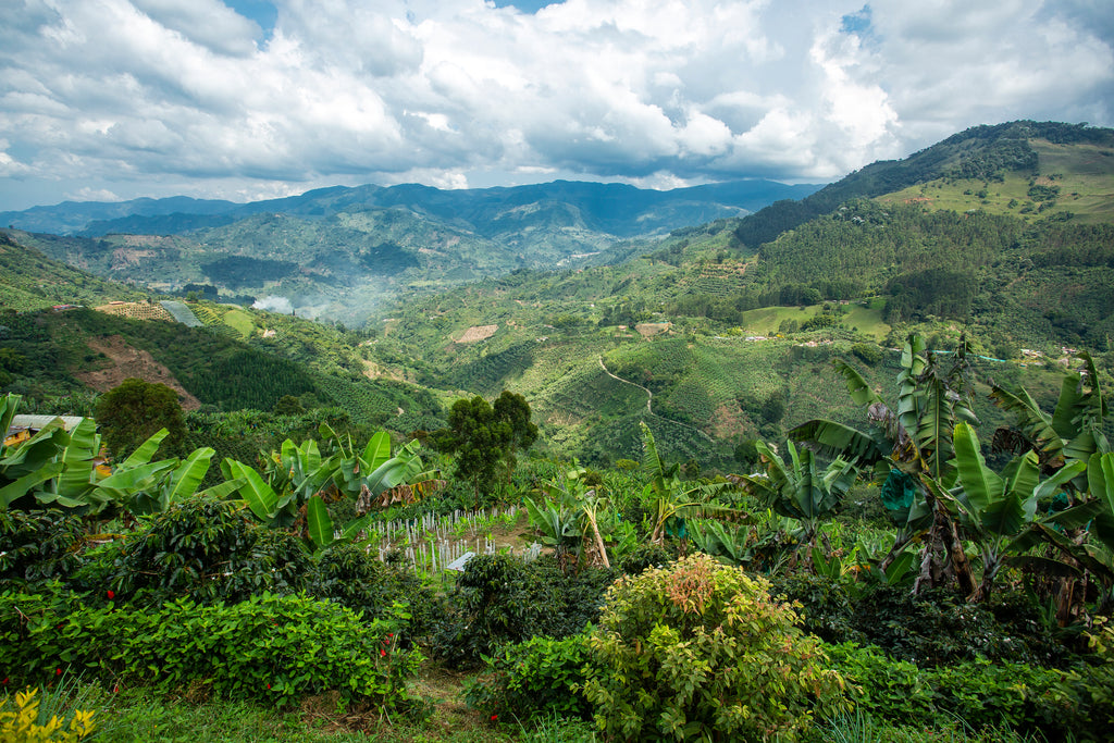 Café de Especialidad Colombia — Huila Natural 250 gr